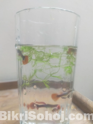 Full Red Rose Guppy Fish